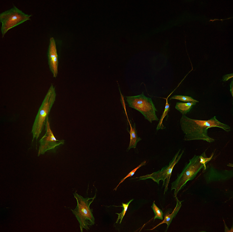 Fluorescence microscopy image of epithelial cells captured at 20x magnification using three channels.