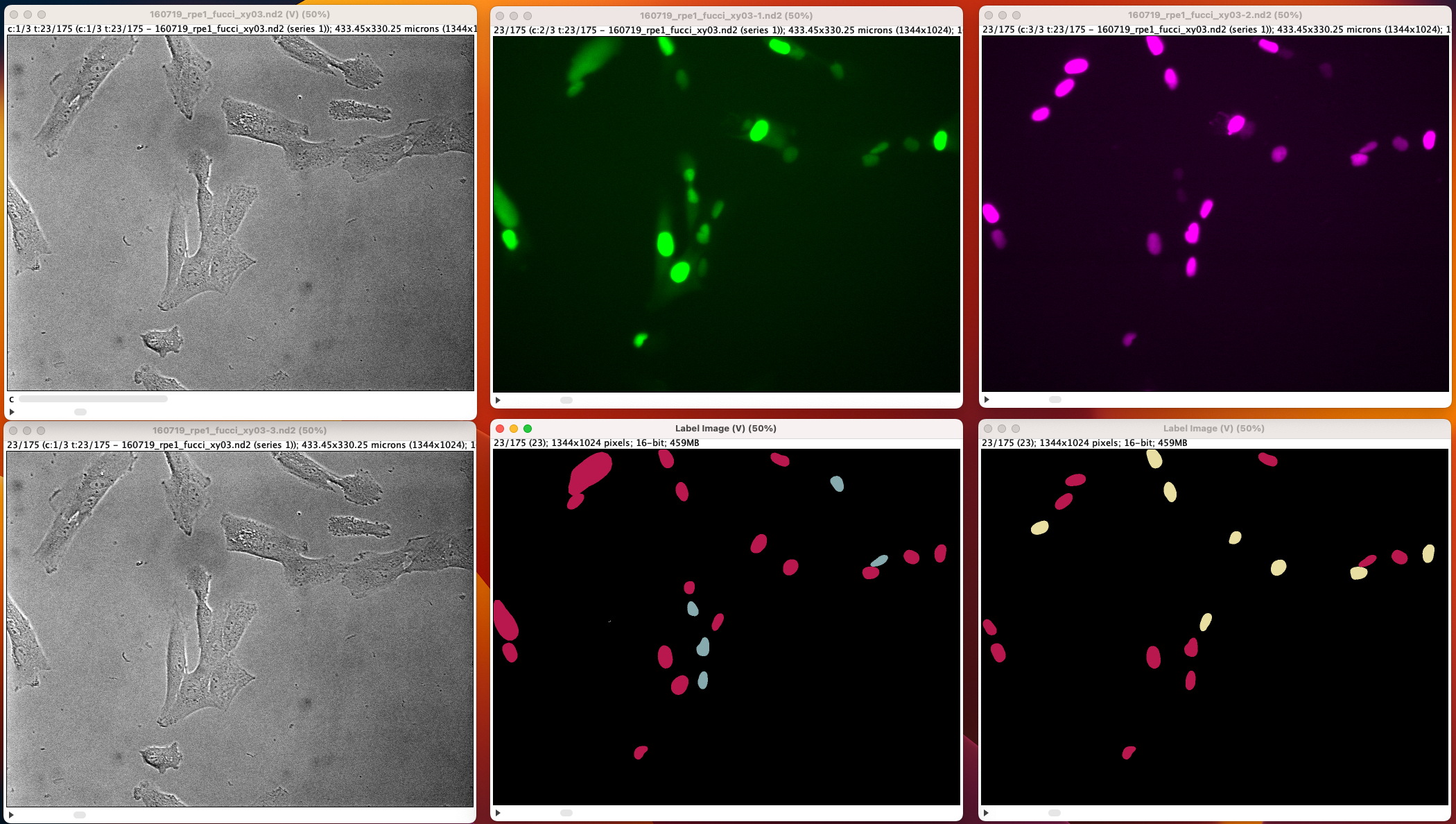 Sample visualization of cell cycle analysis.