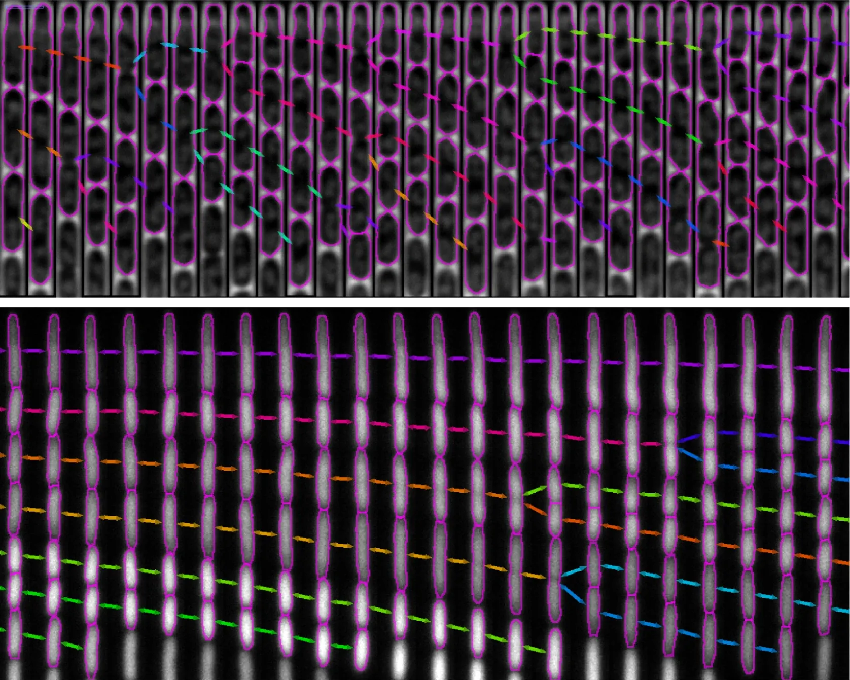 Mother machine segmentation and tracking